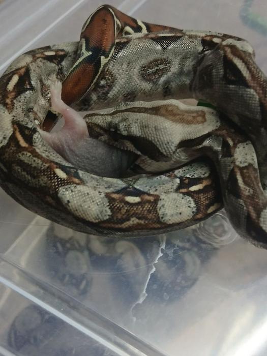 Продам малюків удава імператорського фото 3