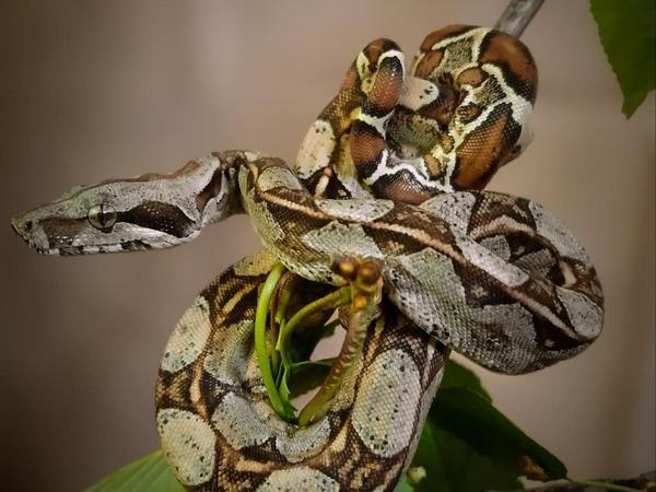 Продам малюків удава імператорського фото