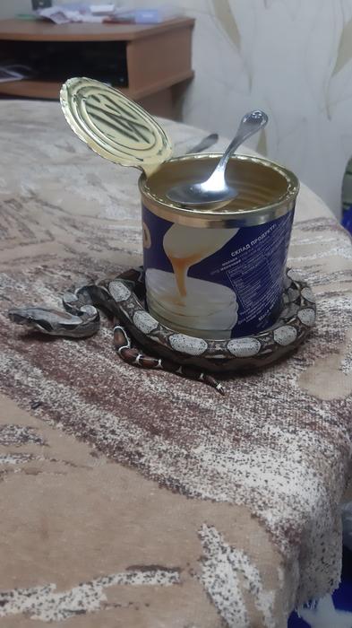 Продаем недорого малышей императорского удава фото 3