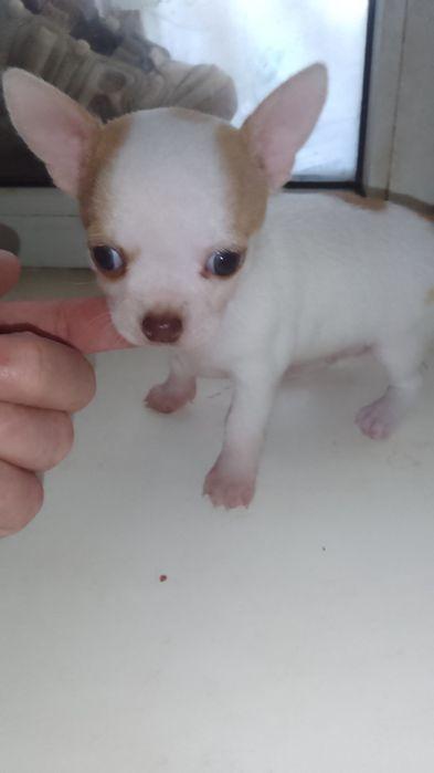 Чихуахуа щенки фото 1