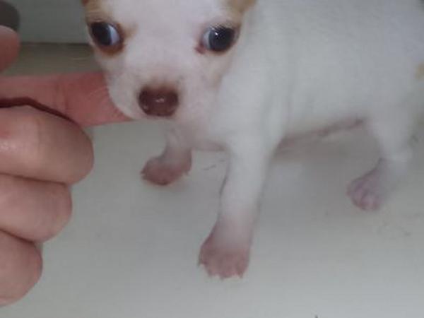 Чихуахуа щенки фото