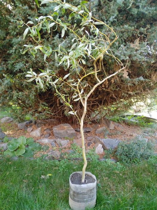 Ива Матсудана японская ива спиралевидная,саженцы 1 фото 1