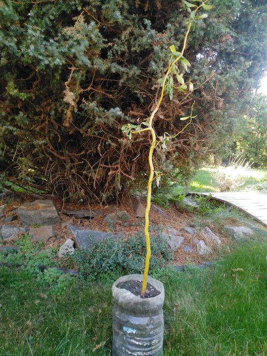 Ива Матсудана японская ива спиралевидная,саженцы 1 фото 2