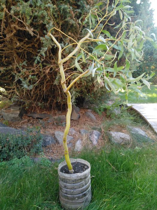 Ива Матсудана японская ива спиралевидная,саженцы 1 фото 3