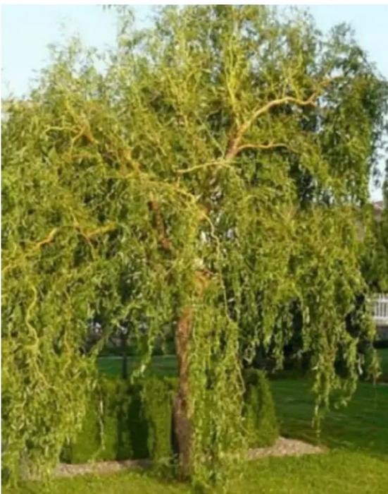 Ива Матсудана японская ива спиралевидная,саженцы 1 фото 4