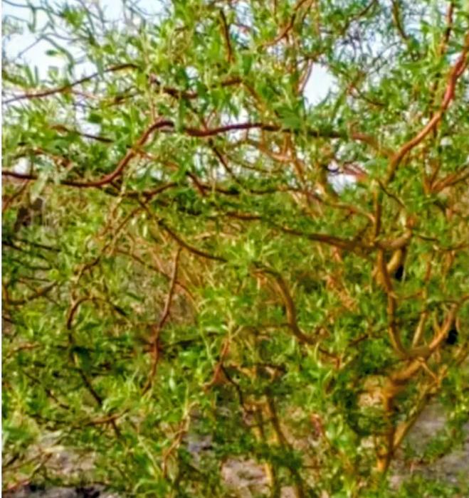 Ива Матсудана японская ива спиралевидная,саженцы 1 фото 5