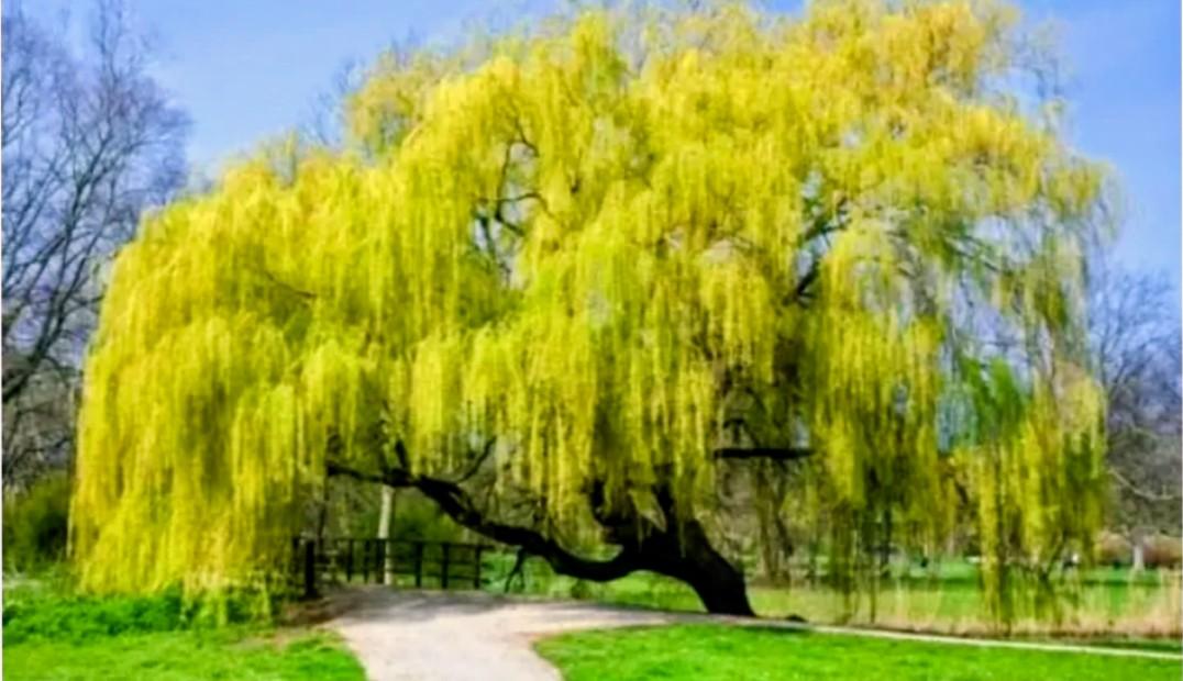 Ива Матсудана японская ива спиралевидная,саженцы 1 фото 6