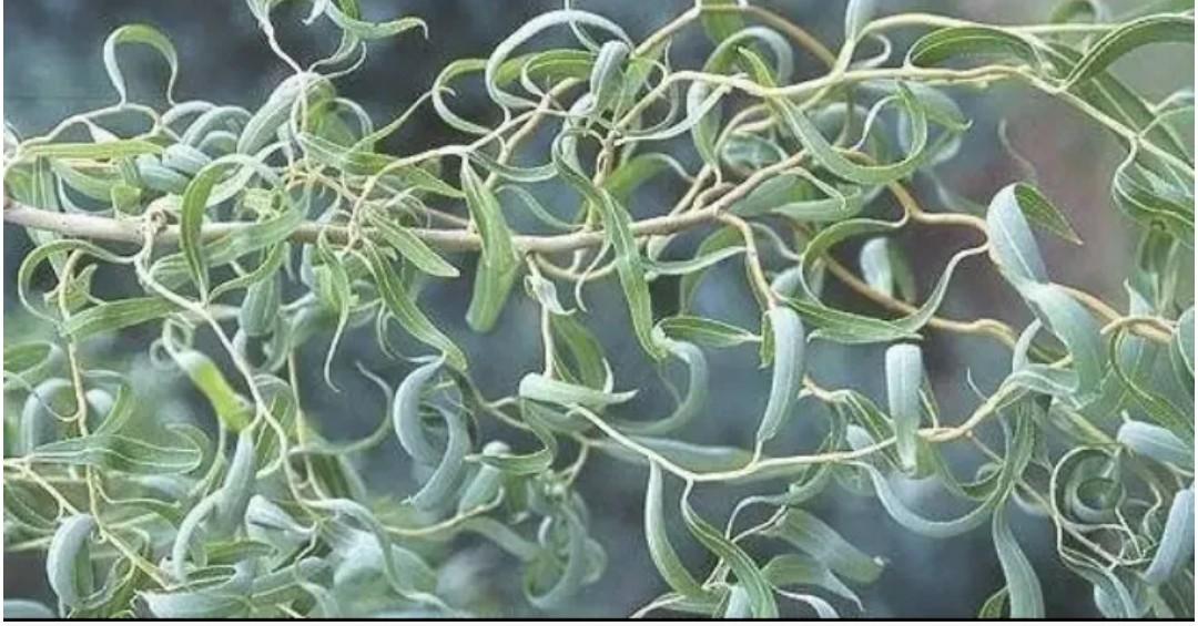 Ива Матсудана японская ива спиралевидная,саженцы 1 фото 7