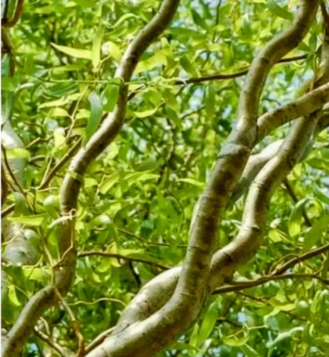 Ива Матсудана японская ива спиралевидная,саженцы 1 фото 8