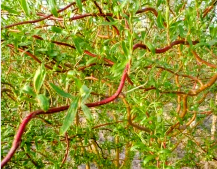 Ива Матсудана японская ива спиралевидная,саженцы 1 фото 9