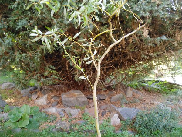 Ива Матсудана японская ива спиралевидная,саженцы 1 фото