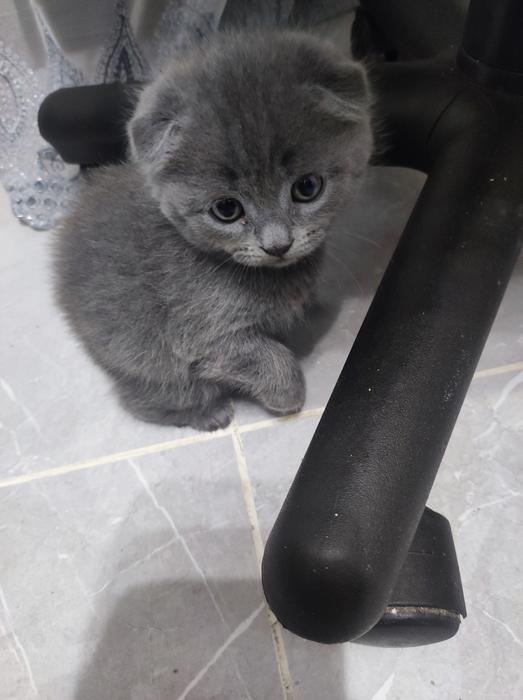 Котята фото 1