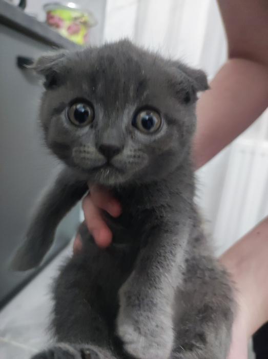 Котята фото 2