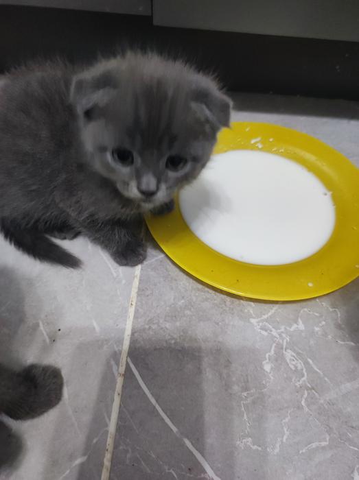 Котята фото 3