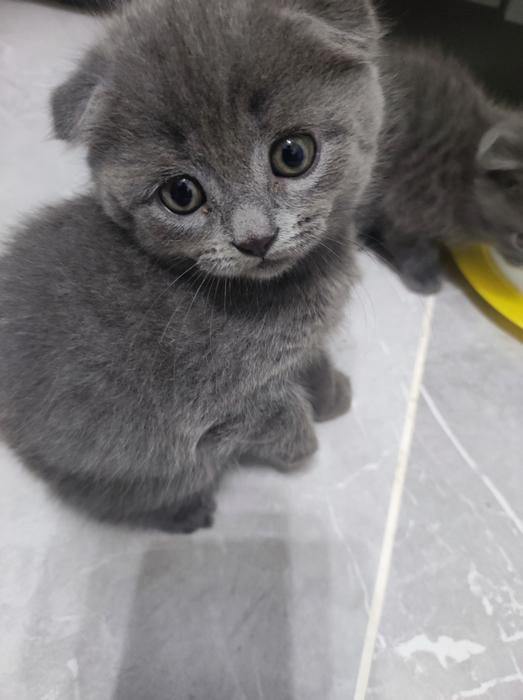 Котята фото 4