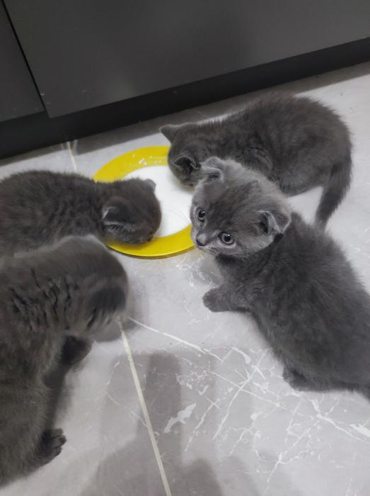 Котята фото 5