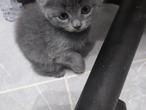 Котята фото