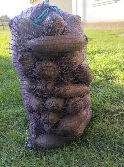 Буряк столовий фото 1