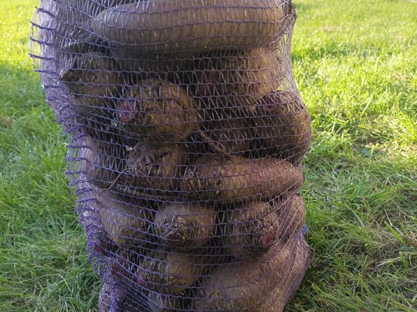 Буряк столовий фото