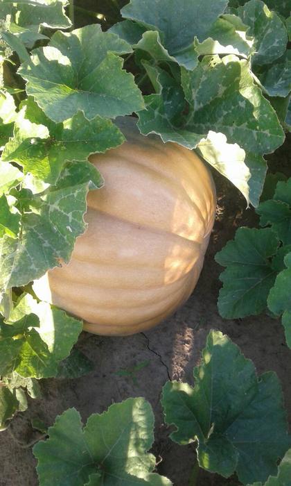 Продам гарбуз (тыкву) урожай 2025 року фото 1