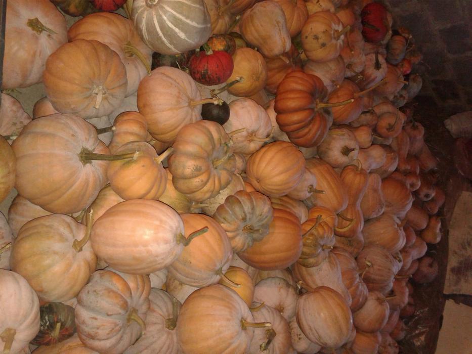 Продам гарбуз (тыкву) урожай 2025 року фото 2