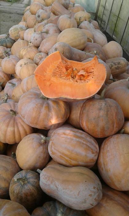 Продам гарбуз (тыкву) урожай 2025 року фото 3