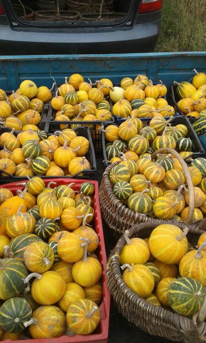 Продам гарбуз (тыкву) урожай 2025 року фото 4