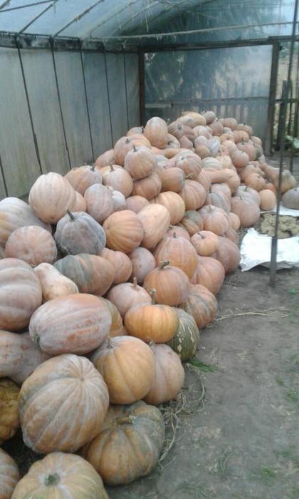 Продам гарбуз (тыкву) урожай 2025 року фото 5