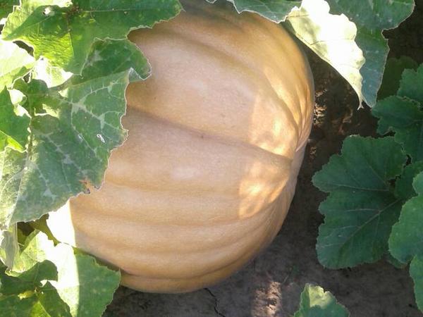 Продам гарбуз (тыкву) урожай 2025 року фото