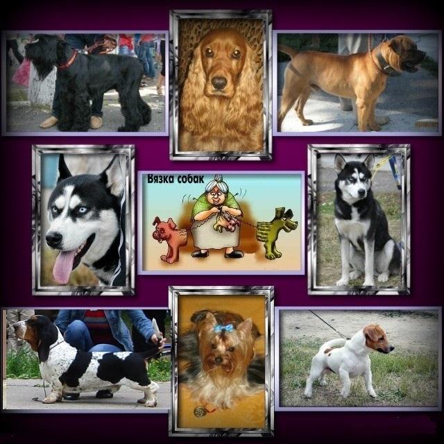 Запрошуємо в клуб собаківництва photo 3