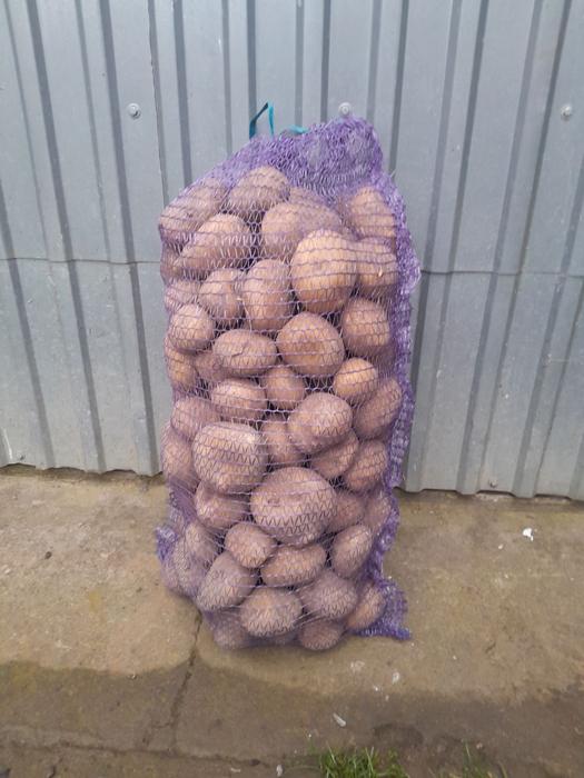 Картопля фото 1