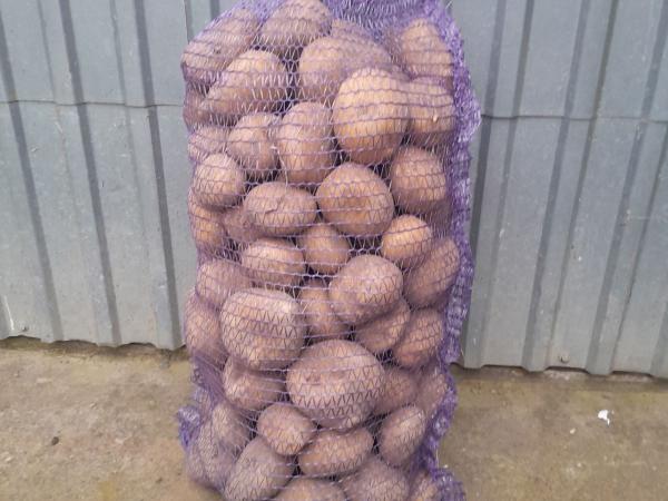 Картопля фото