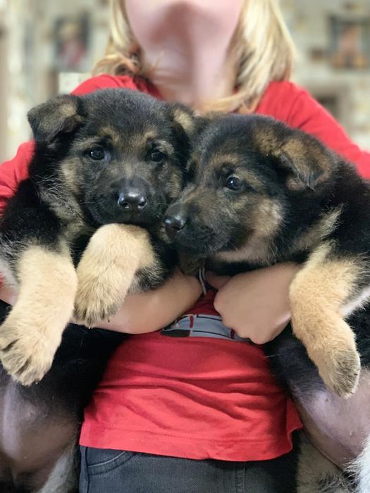 Цуценята Німецької вівчарки фото 1