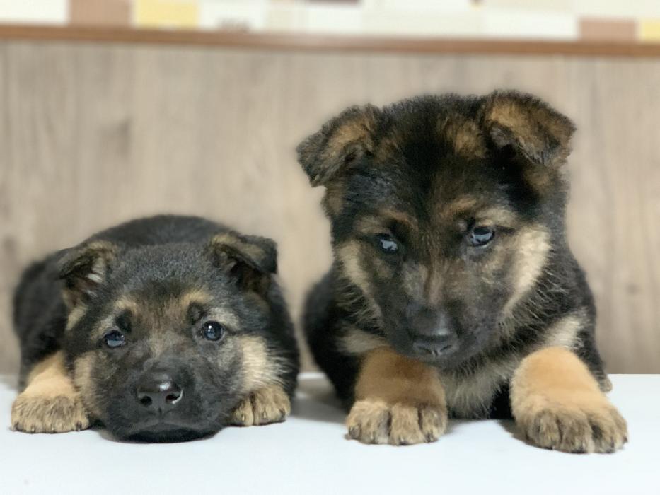Цуценята Німецької вівчарки фото 2