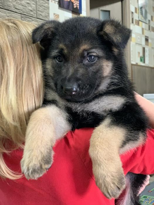 Цуценята Німецької вівчарки фото 3