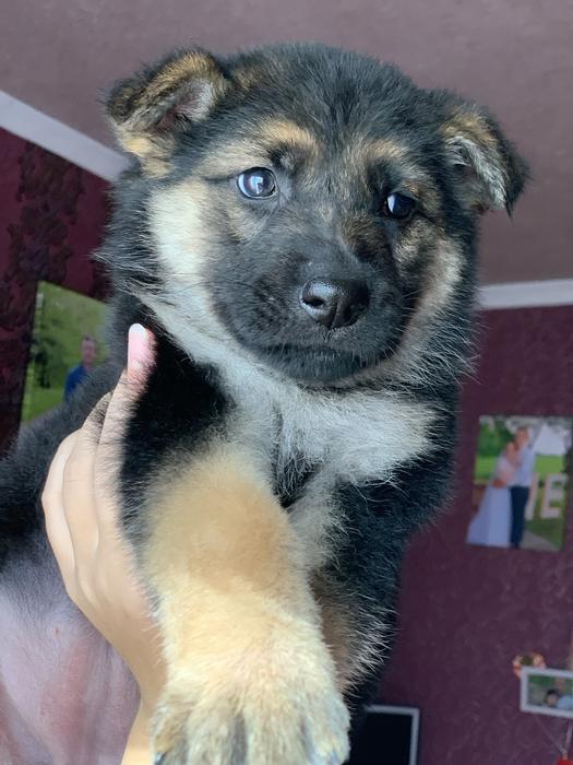 Цуценята Німецької вівчарки фото 4