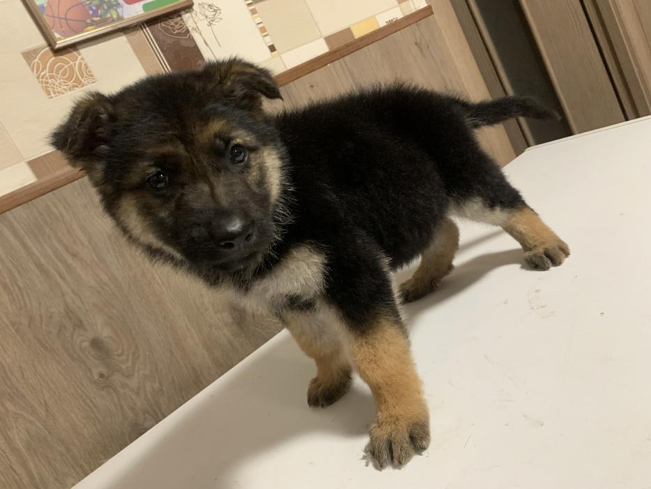 Цуценята Німецької вівчарки фото 5