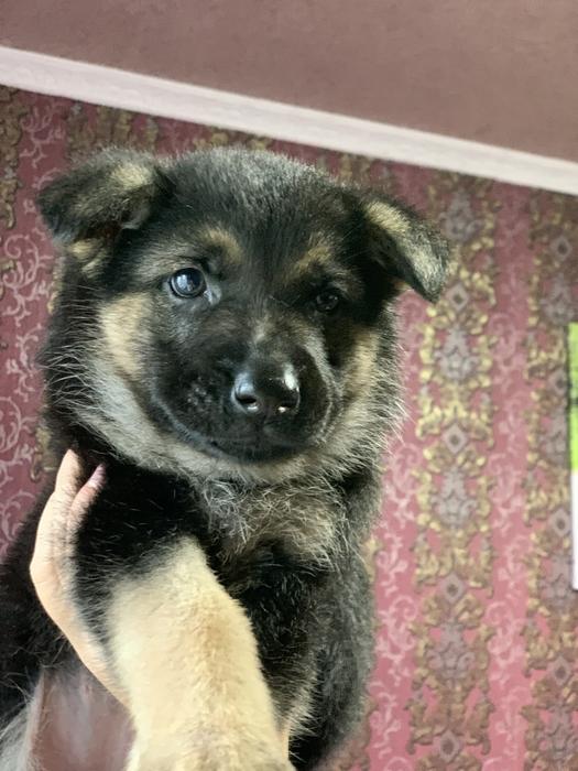 Цуценята Німецької вівчарки фото 6