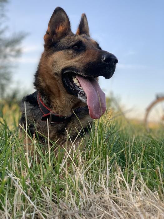 Цуценята Німецької вівчарки фото 7