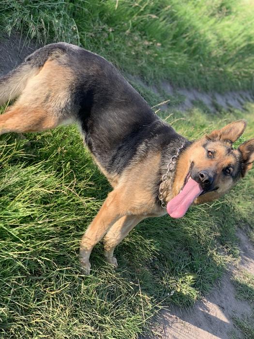 Цуценята Німецької вівчарки фото 8