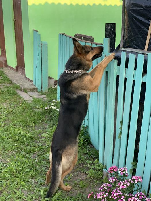 Цуценята Німецької вівчарки фото 9