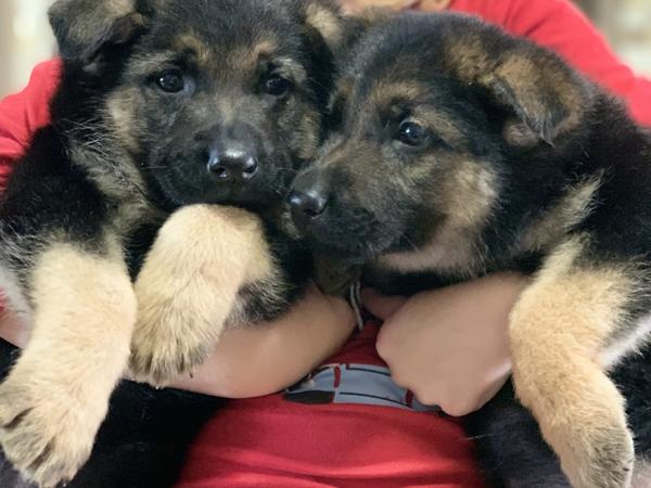 Цуценята Німецької вівчарки фото