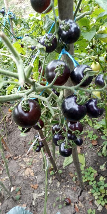 Помидоры черри чёрные photo 1