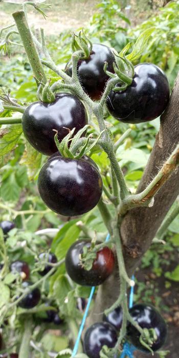 Помидоры черри чёрные photo 2