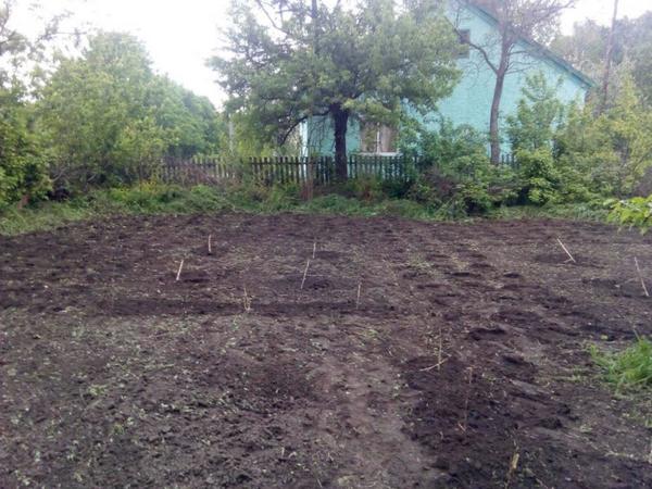 Продам землю 6 соток під забудову фото