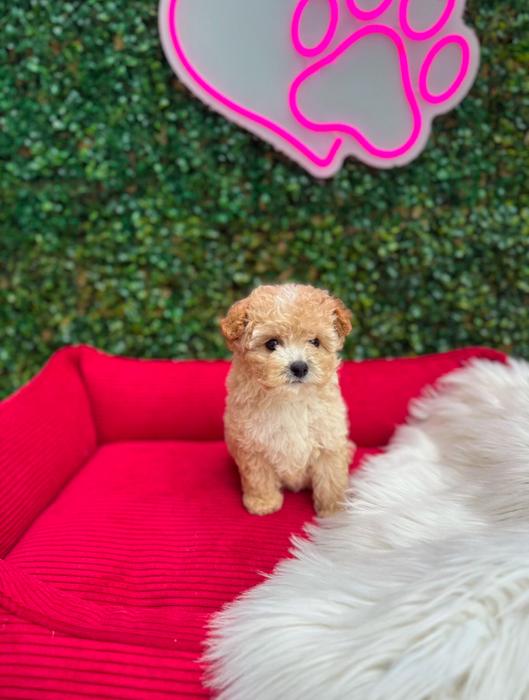 Міні мальтіпу Ф1 цуценя фото 1