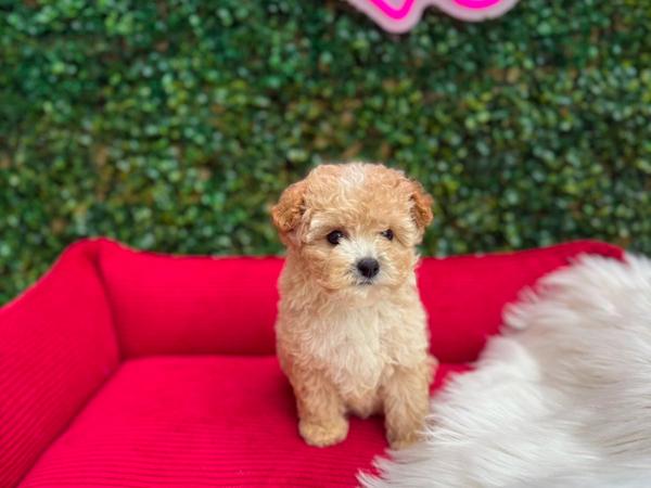 Міні мальтіпу Ф1 цуценя фото