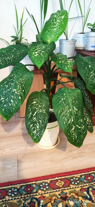 Вазон дефінбахія photo 1