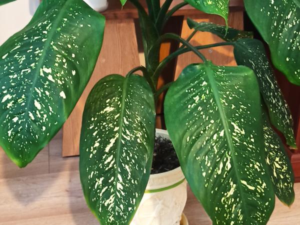 Вазон дефінбахія photo