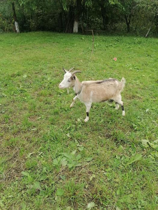 Дві козочки фото 1